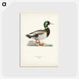 1-2_Svenska-Faglar_postcard
