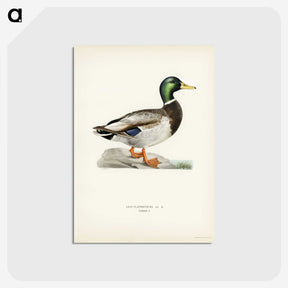 1-2_Svenska-Faglar_postcard