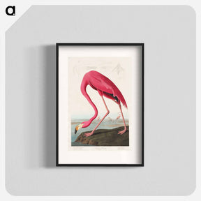 アートポスター-Pink Flamingo from Birds of America
 - アメリカの鳥たち Poster.