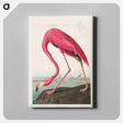 アートパネル-Pink Flamingo from Birds of America
 - アメリカの鳥たち Canvas.