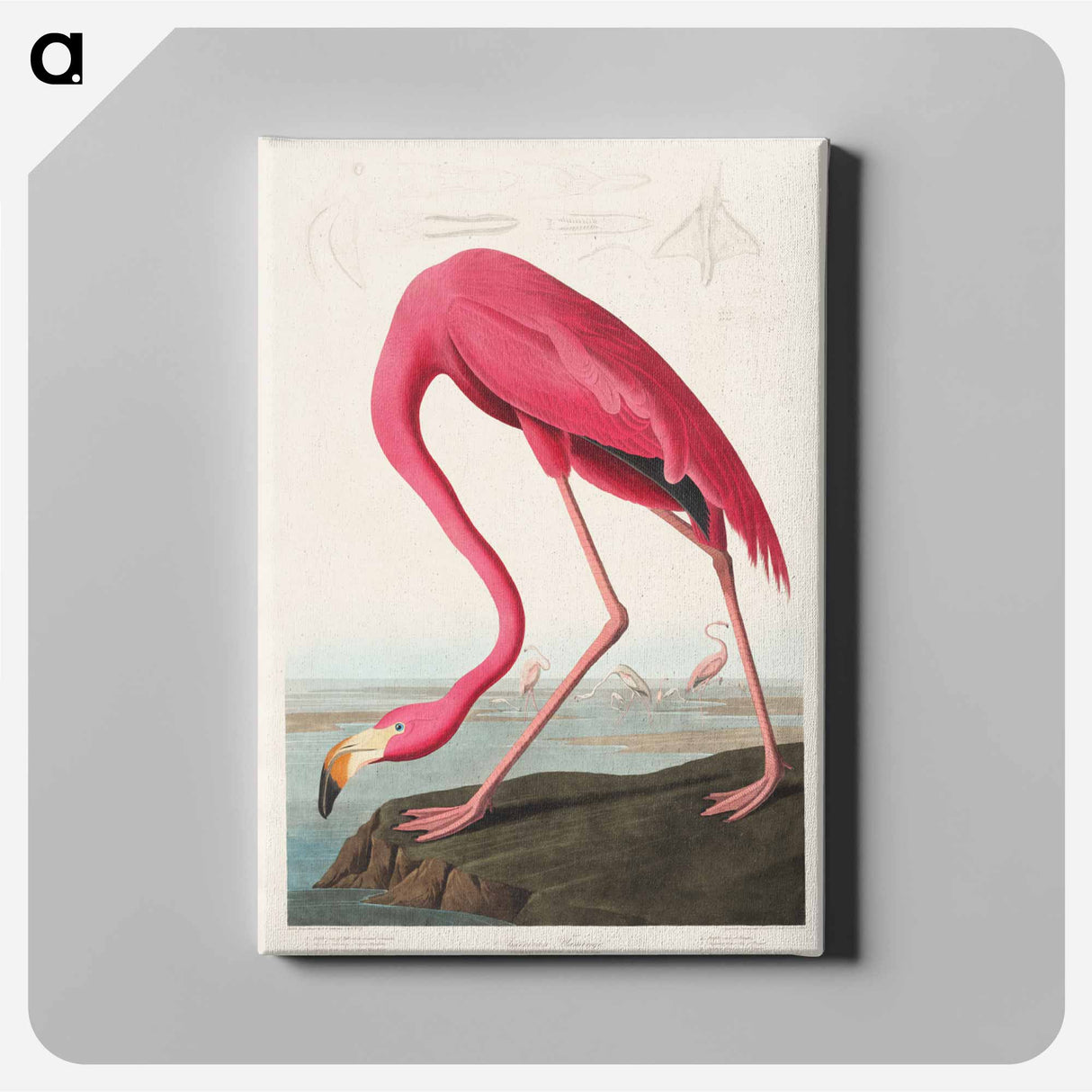 アートパネル-Pink Flamingo from Birds of America
 - アメリカの鳥たち Canvas.