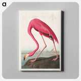 アートパネル-Pink Flamingo from Birds of America
 - アメリカの鳥たち Canvas.