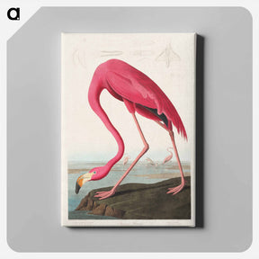 アートパネル-Pink Flamingo from Birds of America
 - アメリカの鳥たち Canvas.
