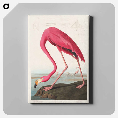 アートパネル-Pink Flamingo from Birds of America
 - アメリカの鳥たち Canvas.