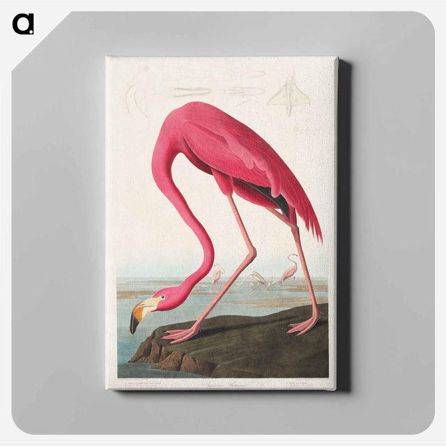 アートパネル-Pink Flamingo from Birds of America
 - アメリカの鳥たち Canvas.