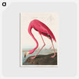アートポストカード-Pink Flamingo from Birds of America
 - アメリカの鳥たち Postcard.