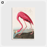 アートポストカード-Pink Flamingo from Birds of America
 - アメリカの鳥たち Postcard.