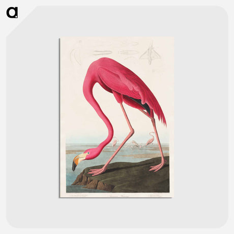 アートポストカード-Pink Flamingo from Birds of America
 - アメリカの鳥たち Postcard.