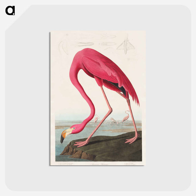 アートポストカード-Pink Flamingo from Birds of America
 - アメリカの鳥たち Postcard.