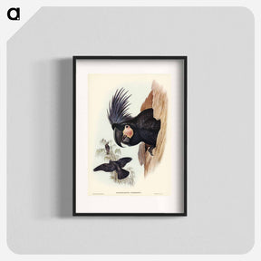 アートポスター-Great Palm-Cuckatoo
 - オーストラリアの鳥 Poster.