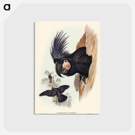 アートポストカード-Great Palm-Cuckatoo
 - オーストラリアの鳥 Postcard.