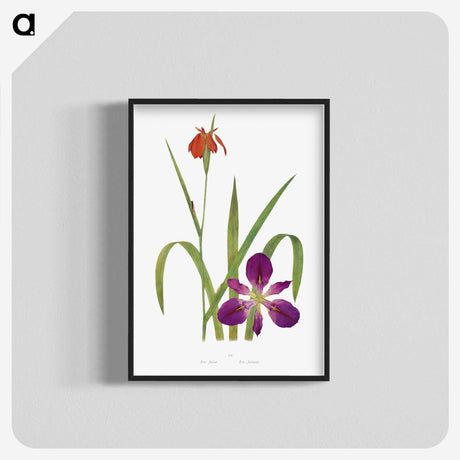 1-2_The-Genus-Iris_blk-crop