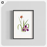1-2_The-Genus-Iris_blk