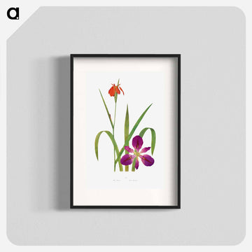 Iris Fulva and Iris Fulvala from The genus Iris
 - アヤメ属 Poster.