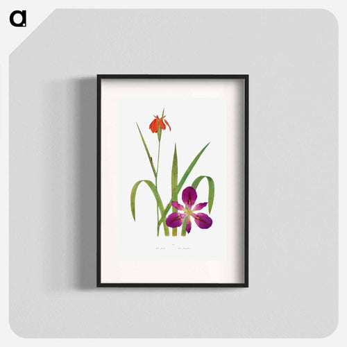 Iris Fulva and Iris Fulvala from The genus Iris
 - アヤメ属 Poster.