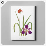 1-2_The-Genus-Iris_canvas