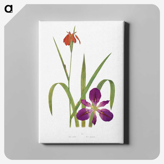 1-2_The-Genus-Iris_canvas