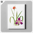 アートパネル-Iris Fulva and Iris Fulvala from The genus Iris
 - アヤメ属 Canvas.