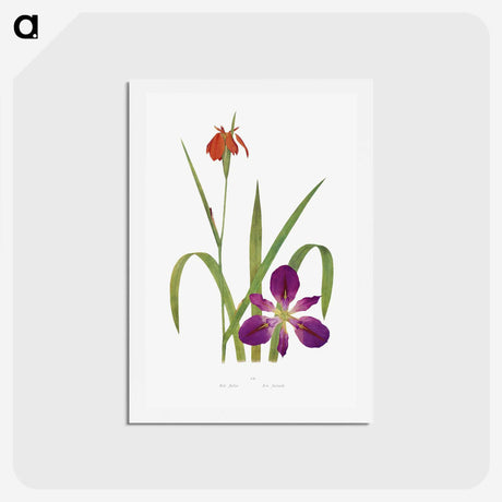 1-2_The-Genus-Iris_hagaki