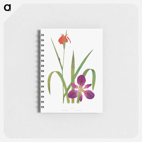 アートメモ帳-Iris Fulva and Iris Fulvala from The genus Iris
 - アヤメ属 Memo.