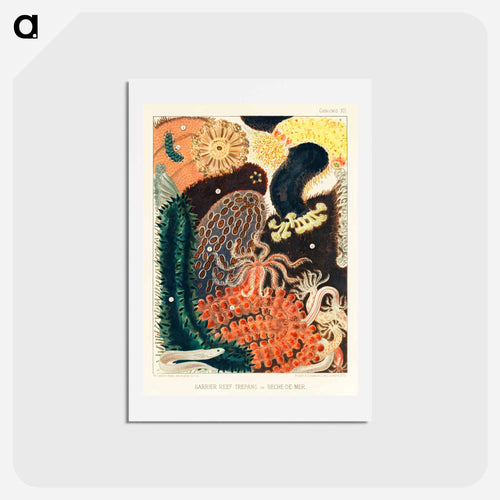 Barrier Reef Trepang or Bêche-de-Mer - オーストラリアのグレートバリアリーフ Postcard.