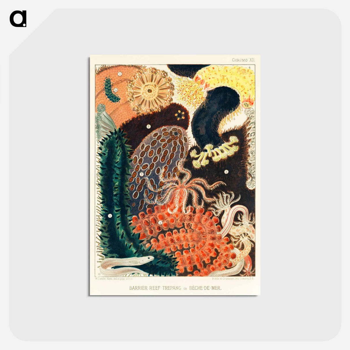 アートポストカード-Barrier Reef Trepang or Bêche-de-Mer - オーストラリアのグレートバリアリーフ Postcard.