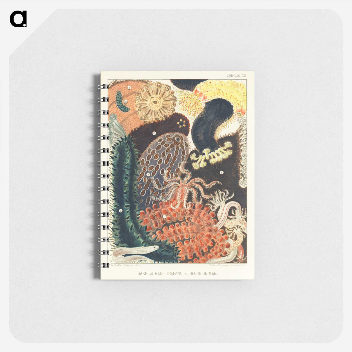 1-2_The-Great-Barrier-Reef-of-Australia_memo