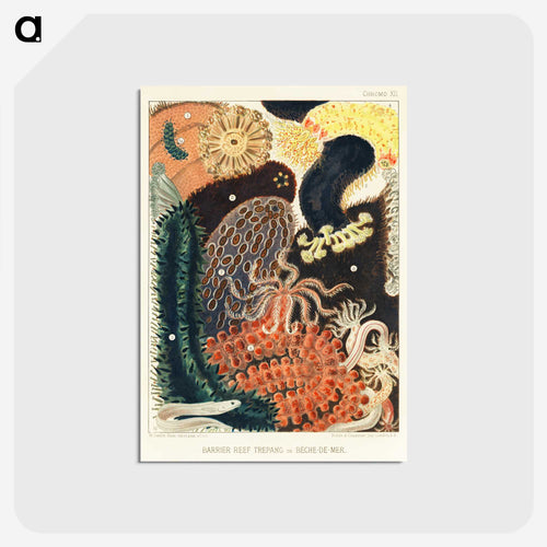 Barrier Reef Trepang or Bêche-de-Mer - オーストラリアのグレートバリアリーフ Postcard.