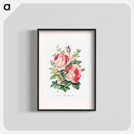 アートポスター-The Rose, the Myrtle and the Ivy from The Language of Flowers, or, Floral Emblems of Thoughts, Feelings, and Sentiments
 - 花言葉 Poster.