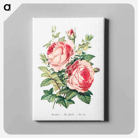 アートパネル-The Rose, the Myrtle and the Ivy from The Language of Flowers, or, Floral Emblems of Thoughts, Feelings, and Sentiments
 - 花言葉 Canvas.