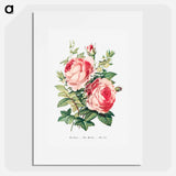 アートポスター-The Rose, the Myrtle and the Ivy from The Language of Flowers, or, Floral Emblems of Thoughts, Feelings, and Sentiments
 - 花言葉 Poster.