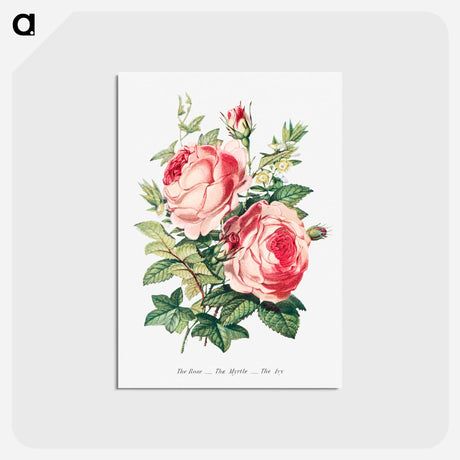 アートポストカード-The Rose, the Myrtle and the Ivy from The Language of Flowers, or, Floral Emblems of Thoughts, Feelings, and Sentiments
 - 花言葉 Postcard.