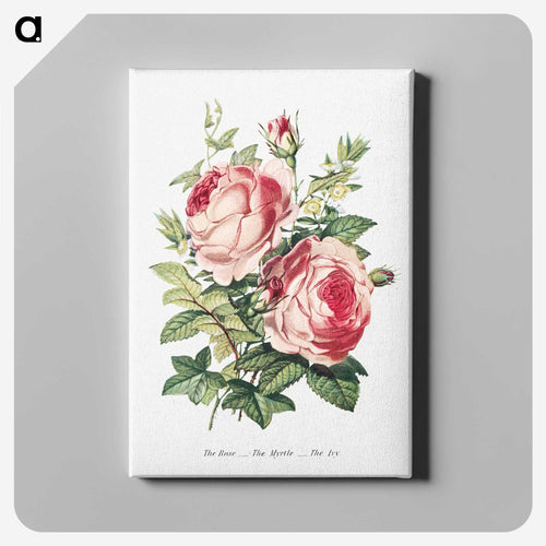 花の言葉より、バラ、ギンバイカ、アイビー - 花言葉 Canvas.