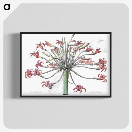 1-2_The-Lilies_blk-crop