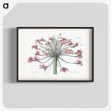 1-2_The-Lilies_blk