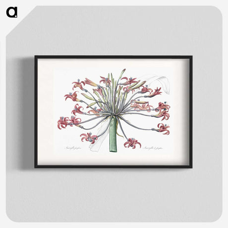 1-2_The-Lilies_blk