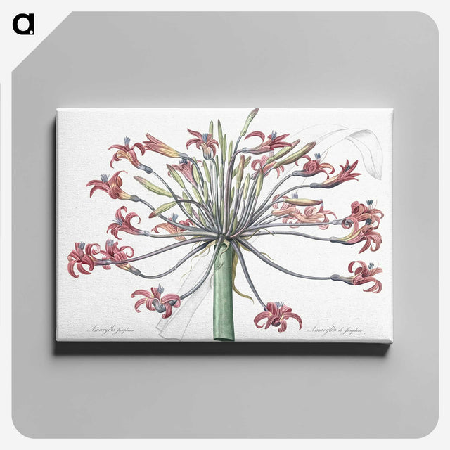 1-2_The-Lilies_canvas