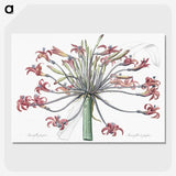 1-2_The-Lilies_picture-crop