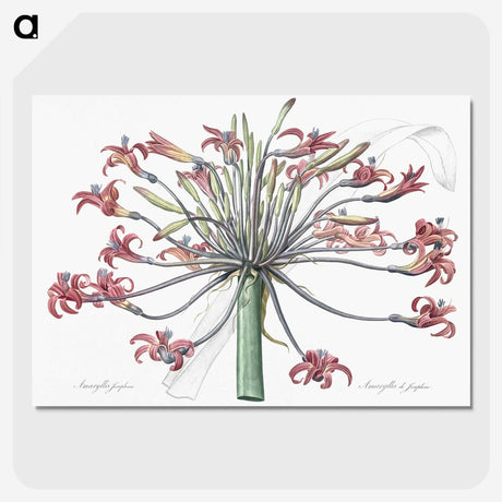 1-2_The-Lilies_picture-crop