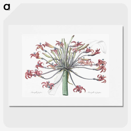 1-2_The-Lilies_picture