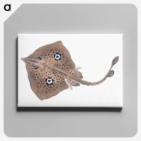 1-2_The-Natural-History-of-British-Fishes_canvas