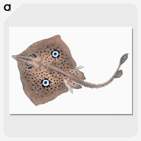 1-2_The-Natural-History-of-British-Fishes_picture-crop