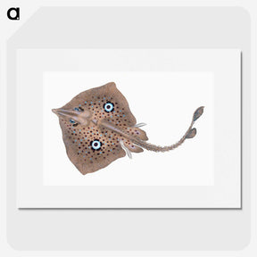 1-2_The-Natural-History-of-British-Fishes_picture