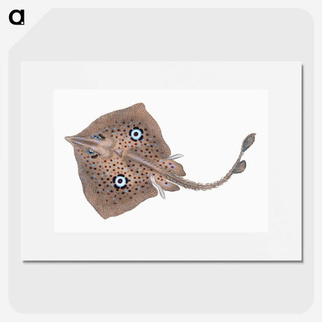 1-2_The-Natural-History-of-British-Fishes_picture
