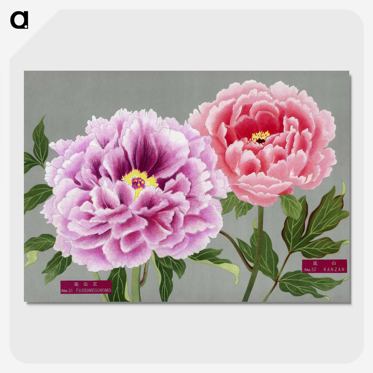 1-2_The-Picture-Book-of-Peonies_picture-crop