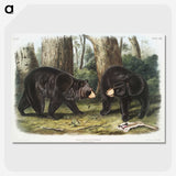 1-2_The-Viviparous-Quadrupeds_picture-crop