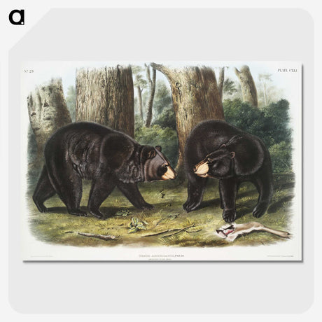 1-2_The-Viviparous-Quadrupeds_picture-crop