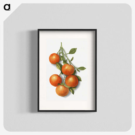1-2_USDA-Watercolor-Fruit-Painting-Collection_blk
