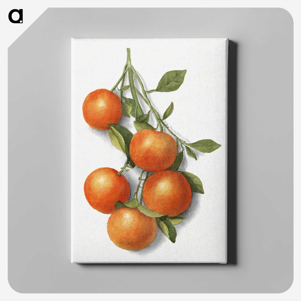 1-2_USDA-Watercolor-Fruit-Painting-Collection_canvas