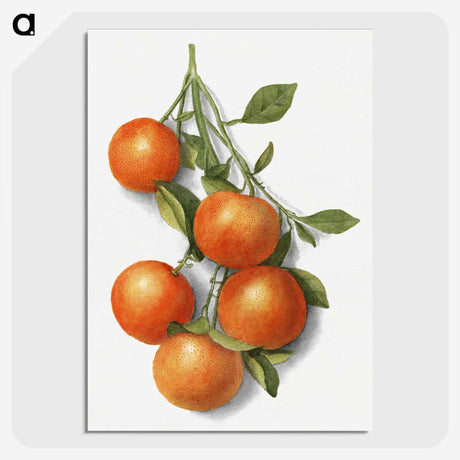 1-2_USDA-Watercolor-Fruit-Painting-Collection_picture-crop